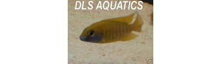 &nbsp;DLS Aquatics&nbsp;eBay Shop&nbsp;