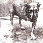 Alice In Chains - Alice In Chains (CD 2001)