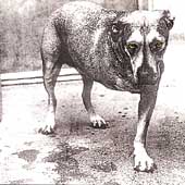Alice In Chains - Alice In Chains (CD 2001)