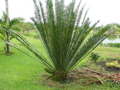 Whitelocks Cycad Encephalartos whitelockii RARE Fast  