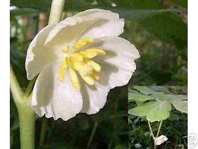 mayapple plants (Podophyllum peltatum)  