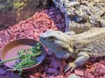 lizardlover2007