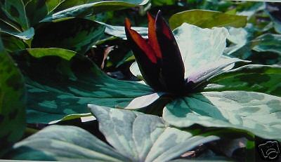 PREMIUM SESSILE TRILLIUM WILDFLOWERS Burgandy Bloom  