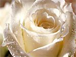 roseblanche52