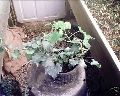 Hedera helix TREETOP SHRUB IVY 1 Plant  