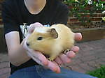 pumba_hog