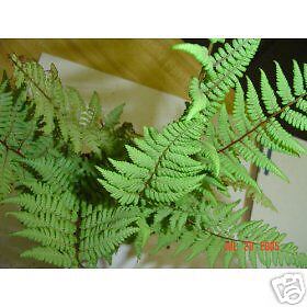 Ghost Lady Fern  