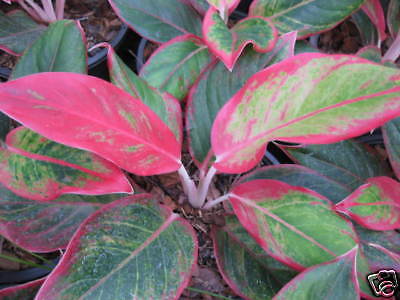 Aglaonema Variegated Daimond Gem Tropical House Plant  